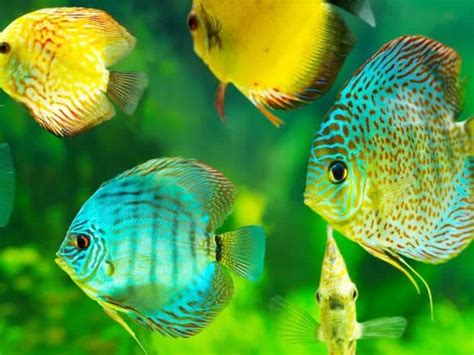 Molly Fish: Care, Diet, Types, and Lifespan of Mollies.